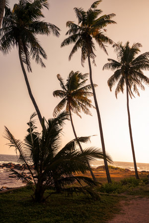 Coastal tropical landscape with palm trees against sunset backdrop. Ocean waves crash onto rocky...