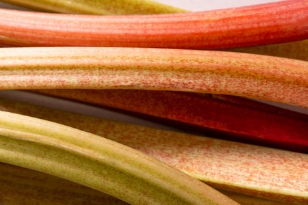 Fresh young rhubarb leaves as background. Vegetarian food. Healthy plant. Top view. Close up. Vegetarian texture. Food pattern.の写真素材