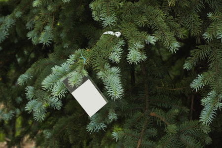 Evergreen tree farm. Prickly spruce. Spruce coniferous trees sold in garden center. Picea pungens glauca. Space for text on label.の写真素材