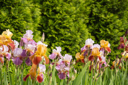 Many colorful Irises flowers of different varieties in summer garden on flower bed. Outdoors. Summer season.の写真素材