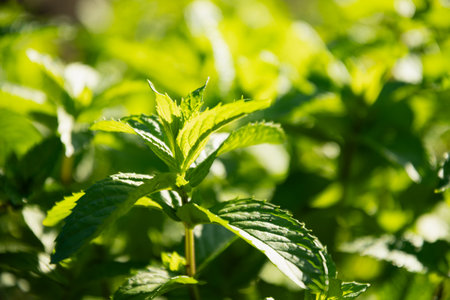 Fresh mint leaves glistening in sunlight in garden setting. Summer season . Kitchen garden with...