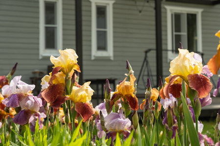 Irises flowers of different varieties in garden in front of veranda of private wooden house. Focus on Iris flowers. Outdoors. Summer season and gardening.の写真素材