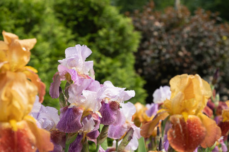 Many colorful Irises flowers of different varieties in summer garden on flower bed. Outdoors. Summer...