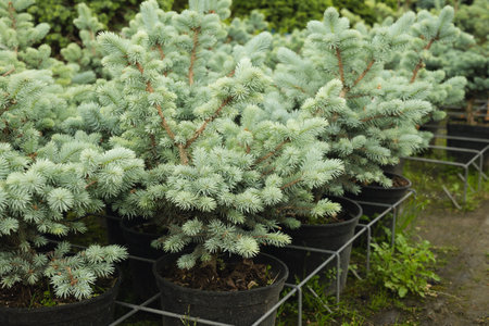 Dense blue spruce trees in nursery with lush foliage for sale. Evergreen plants in cultivated garden setting. Close up. Outdoors. Gardening.の写真素材