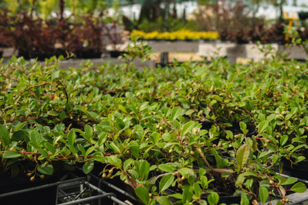 Lush green plants fill pots in a commercial nursery, showcasing healthy growth. The dense foliage is indicative of well-maintained horticultural practices, perfect for gardening enthusiasts.の写真素材