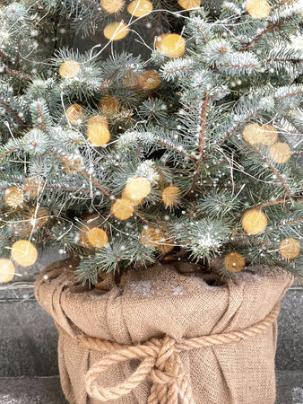 Natural blue Christmas tree with lights garland in pot with decorated burlap. Festive decorations at...