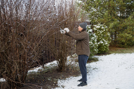 Senior man pruning winter bushes outdoors. Winter season. Yard Work and Garden Maintenance