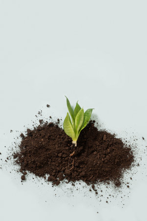 Young plant growing from soil on minimal background