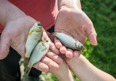 Close up of child and adult hands holding small freshwater fish outdoors, family fishing activity...