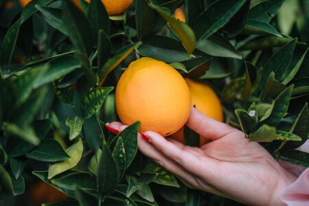 Orange in the woman hand garden in Antalya Turkeyの写真素材