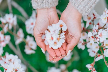 Spring white flowers in the woman hands