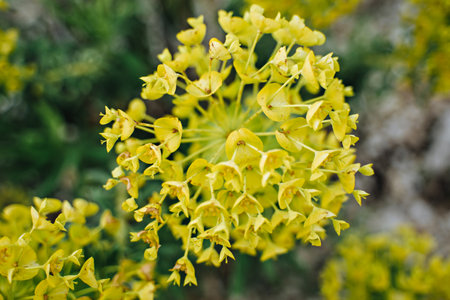 yellow mountain flowers that bloom in spring close up photoの写真素材
