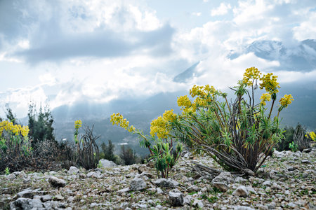 Beautiful view of the mountains and blue sky with clouds and yellow mountings flowersの写真素材