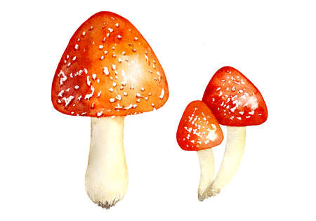 Hand drawn watercolor fly agarics amanita set isolated on a white backgroundの写真素材