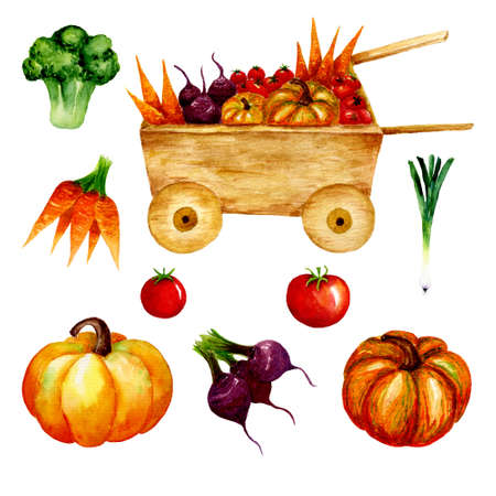 Wheelbarrow vegetables set: carrots, cabbage, beets, cucumber, pumpkin, tomato, broccoli. Design elements isolated on white background. Hand drawn watercolor.の写真素材