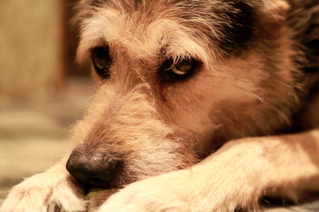 Portrait of a red-haired dog mongrel with sad eyes.の写真素材