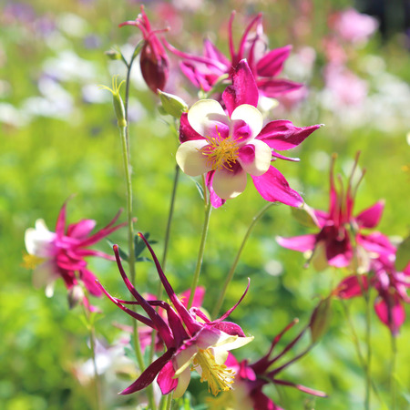 Blooming flower of columbine (aquilegia) red and white on a green background.の写真素材