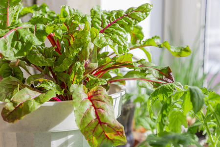 Growing plants. Vegetarian food, raw foods, diet. Chard leaves growing in a pot on the windowsill on...