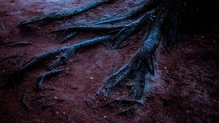 Horror dark background. Halloween The terrible gloomy surrealistic bloody roots of a tree in a mystical night ghostly fantastic forest with black shadows creeping along the purple ground in the darknessの写真素材
