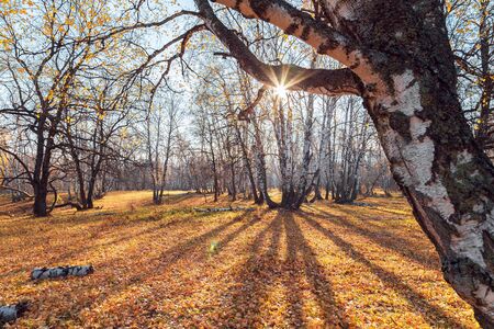 Beautiful bright sunny colorful autumn landscape. Morning among trees with foliage in nature outdoors in an orange-yellow golden forest in fine warm weather in October in the fall season.Russia, Saratov regionの写真素材