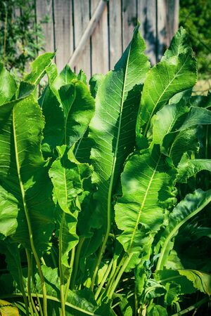 Horseradish natural vegetable herbaceous medicinal plant grows on a bed in a garden. Growing and harvesting fresh green leaves. Useful food, spice, gardening, agricultureの写真素材