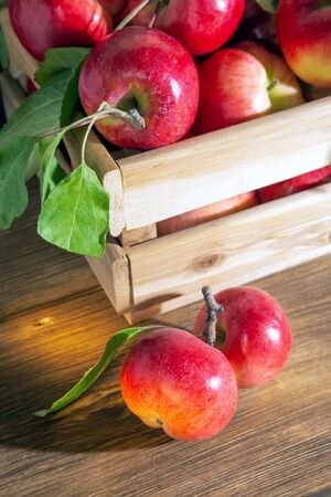 Seasonal harvest of autumn summer harvest in the garden at the warehouse. Fresh ripe red apples with leaves in a wooden box on the table. Fruit in a crate. Healthy vitamin diet vegetarian foodの写真素材
