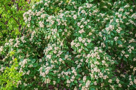 Seasons spring, garden trees rowan, rowanberry, sorb, wild ash, rowan-tree, flowering mountain ash...