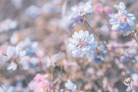 Meadow flowers in the original artwork, blooming white clover in the meadow with dew drops on a natural floral summer original background in pastel colorsの写真素材