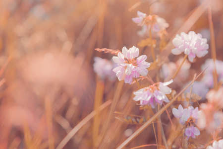 Meadow flowers in the original artwork, blooming white clover in the meadow with dew drops on a...