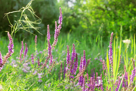 Blooming sage for herbal medicine. Summer natural floral background with flowers of medicinal...