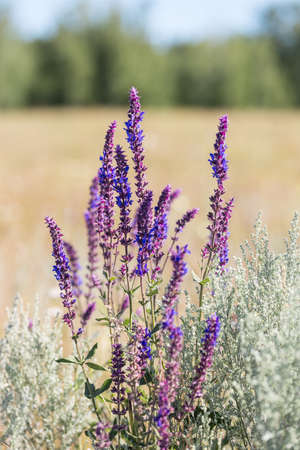 Salvia blooming. Spicy, healing, aromatic plants, flowers and herbs. Alternative medicine, herbal medicine. Scented healing sage. Natural summer sunny floral backgroundの写真素材