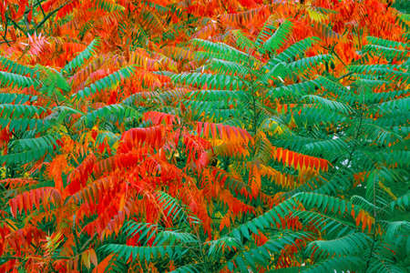 Autumn background with texture of leaves and tree branches bright multicolored colorful colors of...