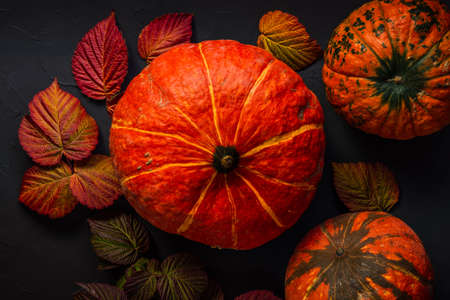 Three orange Pumpkins on Food Background black, Thanksgiving autumn bright colors still life Flat layの写真素材