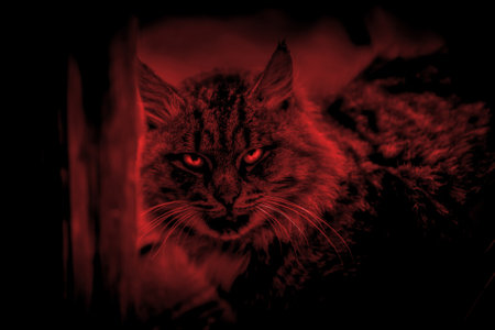 Scary mystical paranormal horror gaze cat eyes ghost in a strange otherworldly dangerous red light...