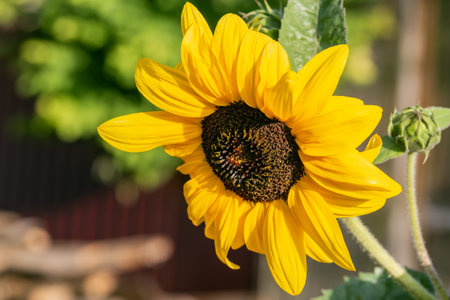 Sunflower close-up flower, honey oil plant on green natural background on a sunny summer day in the gardenの写真素材