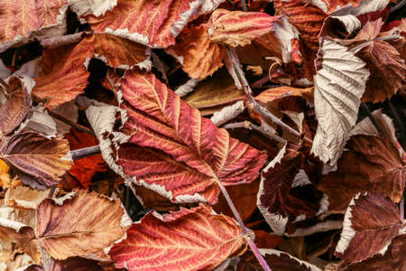 Herbal alternative medicine. Autumn natural background pattern with the texture of red dried useful raspberry leaves for brewing medicinal tea infusionの写真素材