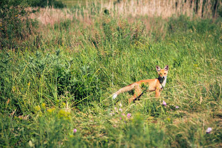 Mammal predatory animal, redhead young curious scared fox in the wild on a green meadow in summer.