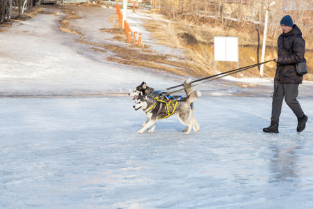 Saratov, Russia - 02.29.2020: Two pets animal friend sled dog husky breed gray walking on a leash with a human owner outdoors in the snow in winter in cold weather.のeditorial素材