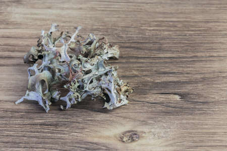 Cetraria icelandic moss close-up, medicinal plant, herbal alternative therapy homeopathy, immunity...