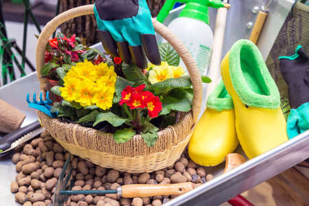 Various garden tools and decor. Household goods in a wheelbarrow trolley flowers, watering, goloshes, gloves, flower pot, pots, scoop, planting equipment, sprayer.の写真素材