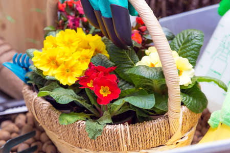 Various garden tools and decor. Household goods in a wheelbarrow trolley flowers, watering, gloves, flower pot with blooming primrose in a wicker basket, pots, scoop, planting equipment, sprayer.の写真素材