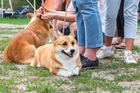 Purebred thoroughbred pet a small dog welsh corgi lies in the park outdoors on the grass among many human legs.の写真素材