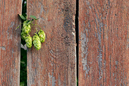 Branch of a hop plant on the background of a fence with a wood texture.