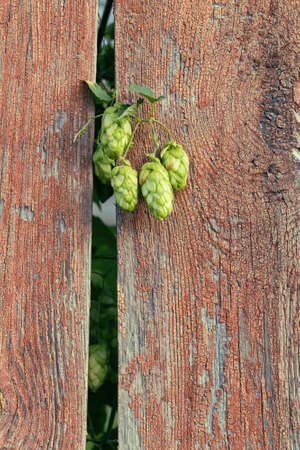 Branch of a hop plant on the background of a fence with a wood texture.の写真素材