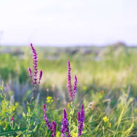 Summer background with blooming wildflower salvia sage on a meadow on a sunny day.の写真素材