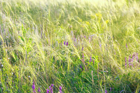Summer natural sunny warm background with blooming feather grass and sage on a meadow in the steppe.