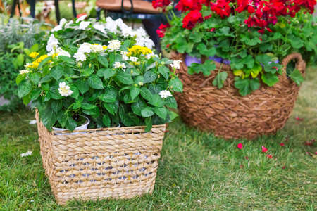 Decorative garden with blooming flowers in wicker baskets. floral background. Gardening,...