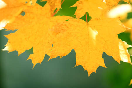 Autumn bright seasonal background. Maple yellow leaves close-up on a green background in sunlight.