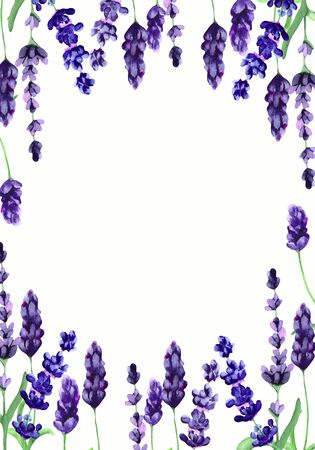 Watercolor illustration with blue and purple flowers of fragrant lavender. Bright design for cards, greetings and wedding invitations on white background with space for textの写真素材