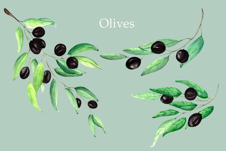 Set of green olive branches with green leaves on a white background.の写真素材